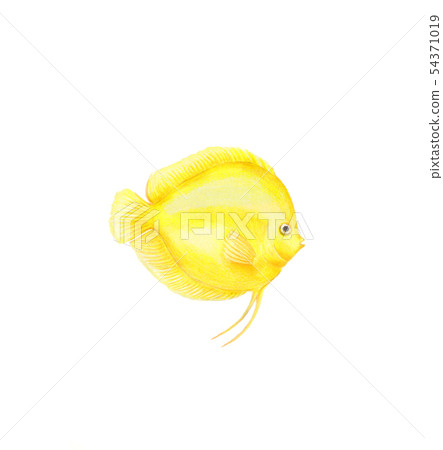 Yellow discus natural illustration by colored Yellow discus natural illustration by colored 54371019