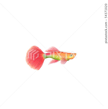 Red guppy fish natural illustration by colored Red guppy fish natural illustration by colored 54371020