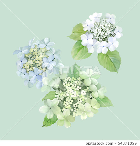 Beautiful watercolor hydrangea 54371059
