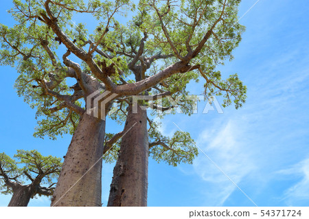 Baobab's tree 54371724