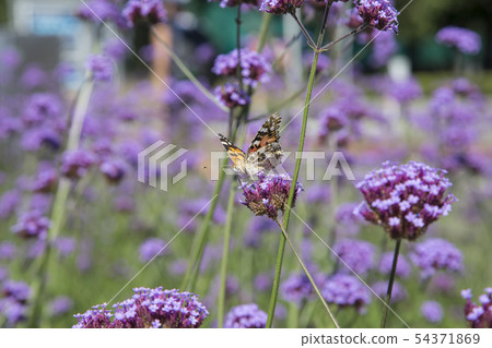 Close up flowers on a sunny summer day 54371869