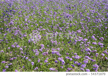 Close up flowers on a sunny summer day 54371870