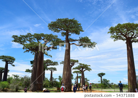 Baobab's tree 54371888