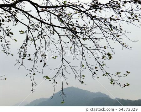 scenery 54372329