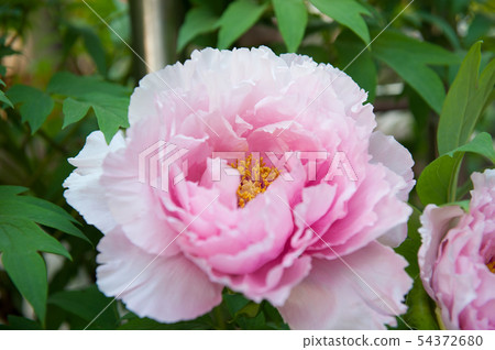 peony 54372680