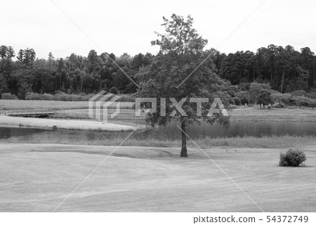 Black and white wood one pond pond forest (Reserved June 2019) Maximum size: L Black and white wood one pond pond forest (Reserved June 2019) Maximum size: L 54372749