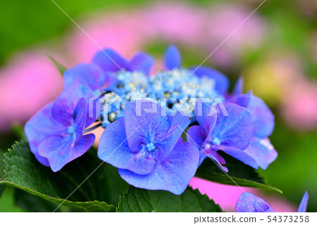 Light purple hydrangea 54373258