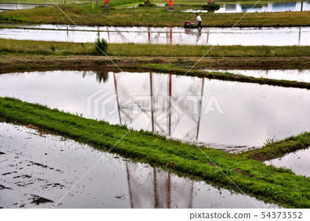 Rice planting scene Rice planting scene 54373552
