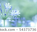  百子蓮 54373736