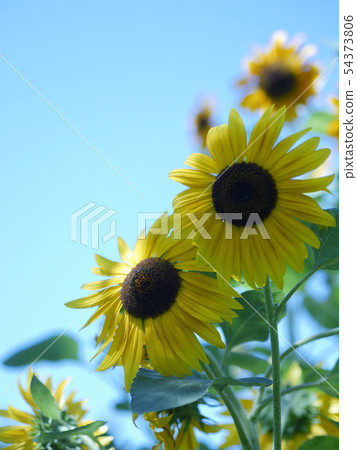 夏天來臨 夏天來臨 54373806