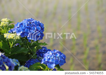 hydrangea   54374055