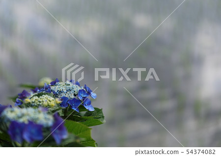 hydrangea   54374082