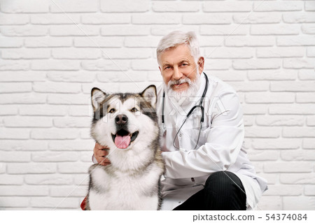 Kind veterinarian posing with big malamute and smiling. Kind veterinarian posing with big malamute and smiling. 54374084