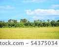 Landscape of rice fields with natural beauty 54375034