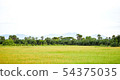 Landscape of rice fields with natural beauty 54375035