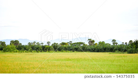 Landscape of rice fields with natural beauty 54375035