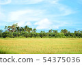 Landscape of rice fields with natural beauty 54375036