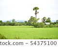 Landscape of rice fields with natural beauty 54375100