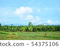 Landscape of rice fields with natural beauty 54375106