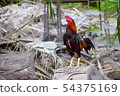 Thai native chicken 54375169