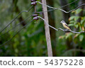 Brown-rumped Minivet birds on the wire 54375228