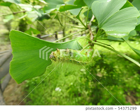 Larva of Xusang to eat Ginkgo leaves 54375299