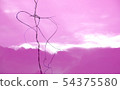 Vine with beautiful appearance Like a heart shape 54375580