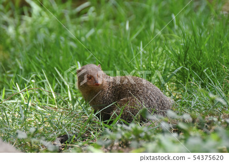 Indian grey mongoose, Hyderabad,Telanagana, India Indian grey mongoose, Hyderabad,Telanagana, India 54375620