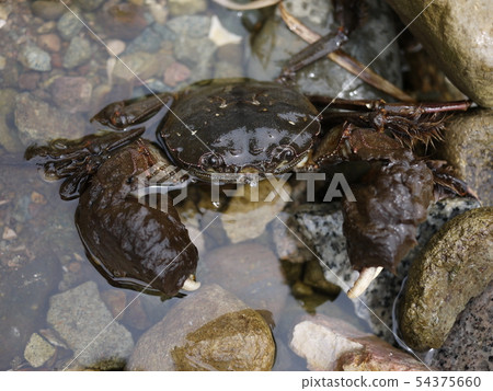 Mokugu crab 54375660