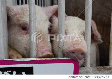 Two piglets kept in a cage Two piglets kept in a cage 54375764