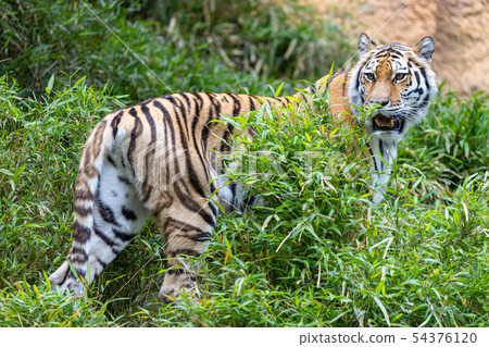 Amur Tora 54376120