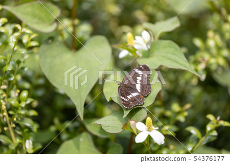 Ichimon Ginkgo 54376177