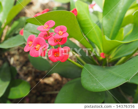 Hanaki phosphorus flower bud Hanaki phosphorus flower bud 54376356