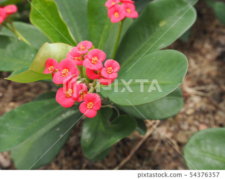 Hanaki phosphorus flower bud Hanaki phosphorus flower bud 54376357