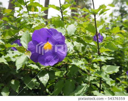 Tsumbergia Elekta(Kodachiya Hasukazura) Tsumbergia Elekta(Kodachiya Hasukazura) 54376359