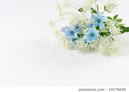 藍星和蕾絲花 54376606