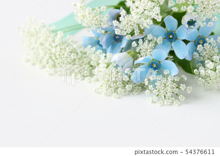 藍星和蕾絲花 54376611
