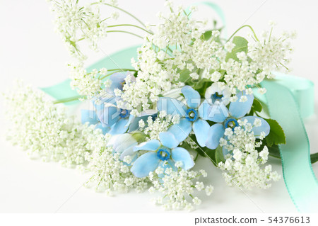 Blue star and lace flower 54376613