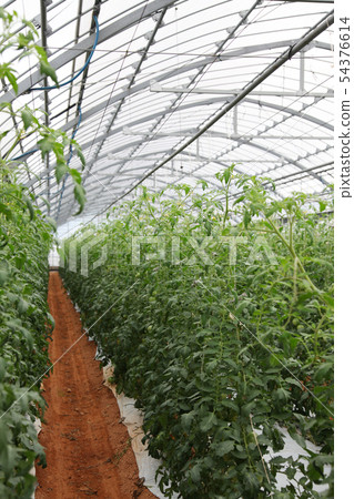 A greenhouse for growing tomatoes 54376614