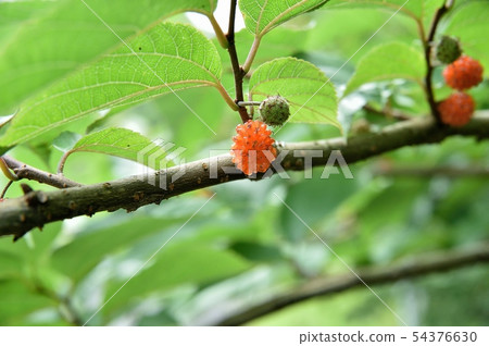 Fruit of mantis Fruit of mantis 54376630