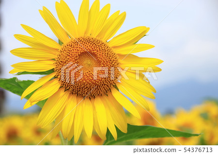 sunflower sunflower 54376713