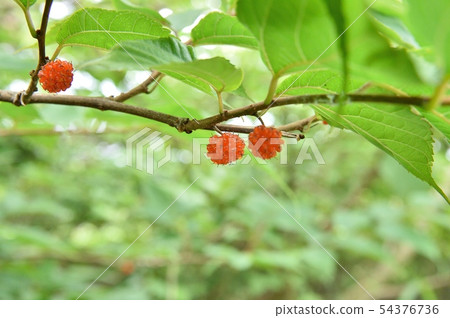 Fruit of mantis Fruit of mantis 54376736