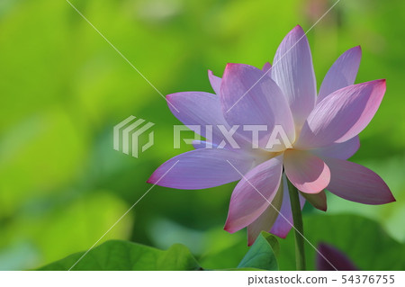 荷,荷花,蓮花 荷,荷花,蓮花 54376755