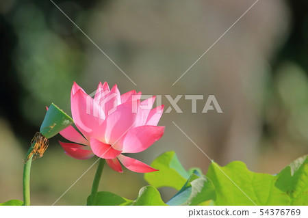 荷,荷花,蓮花 荷,荷花,蓮花 54376769