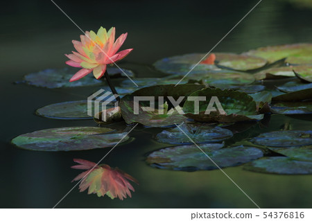 Lotus, lotus, lotus Lotus, lotus, lotus 54376816