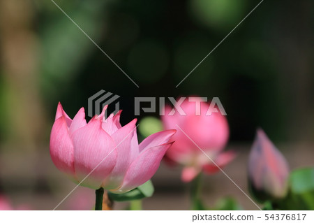 Lotus, lotus, lotus Lotus, lotus, lotus 54376817