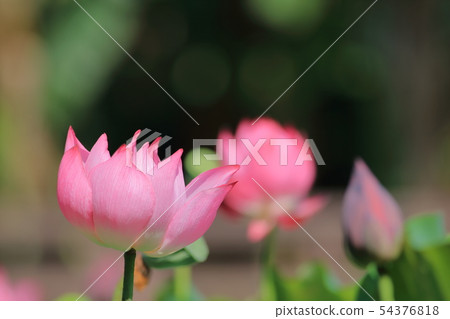 Lotus, lotus, lotus Lotus, lotus, lotus 54376818