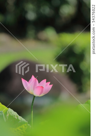 荷,荷花,蓮花 54376822