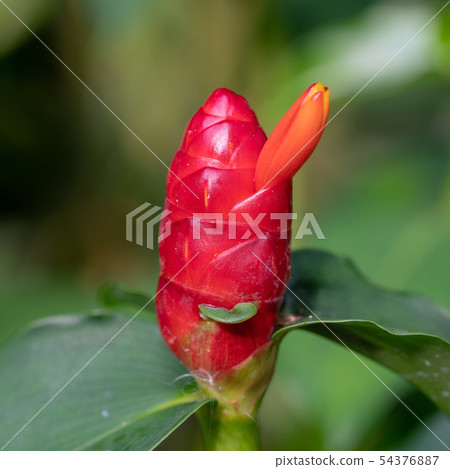 Ginger flower bud close up 54376887