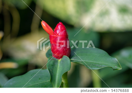 Ginger flower bud close up Ginger flower bud close up 54376888